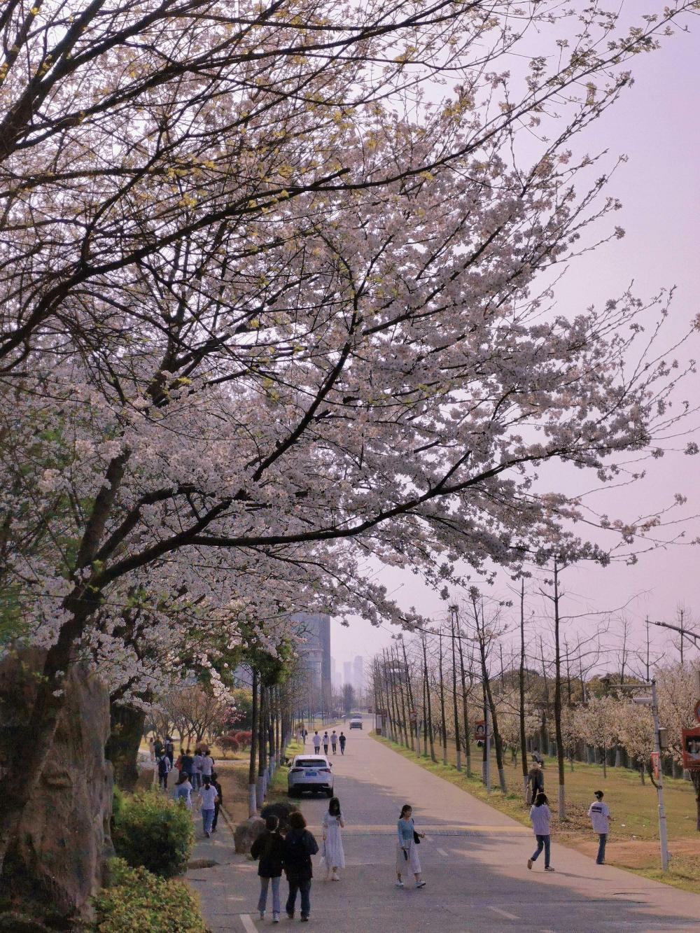 不愧为“全国十大美丽湖景校园”！武汉这所大学美爆了